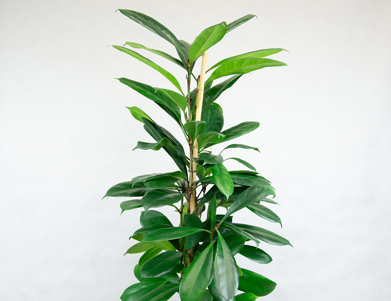 Фикус Циатистипула Ø24