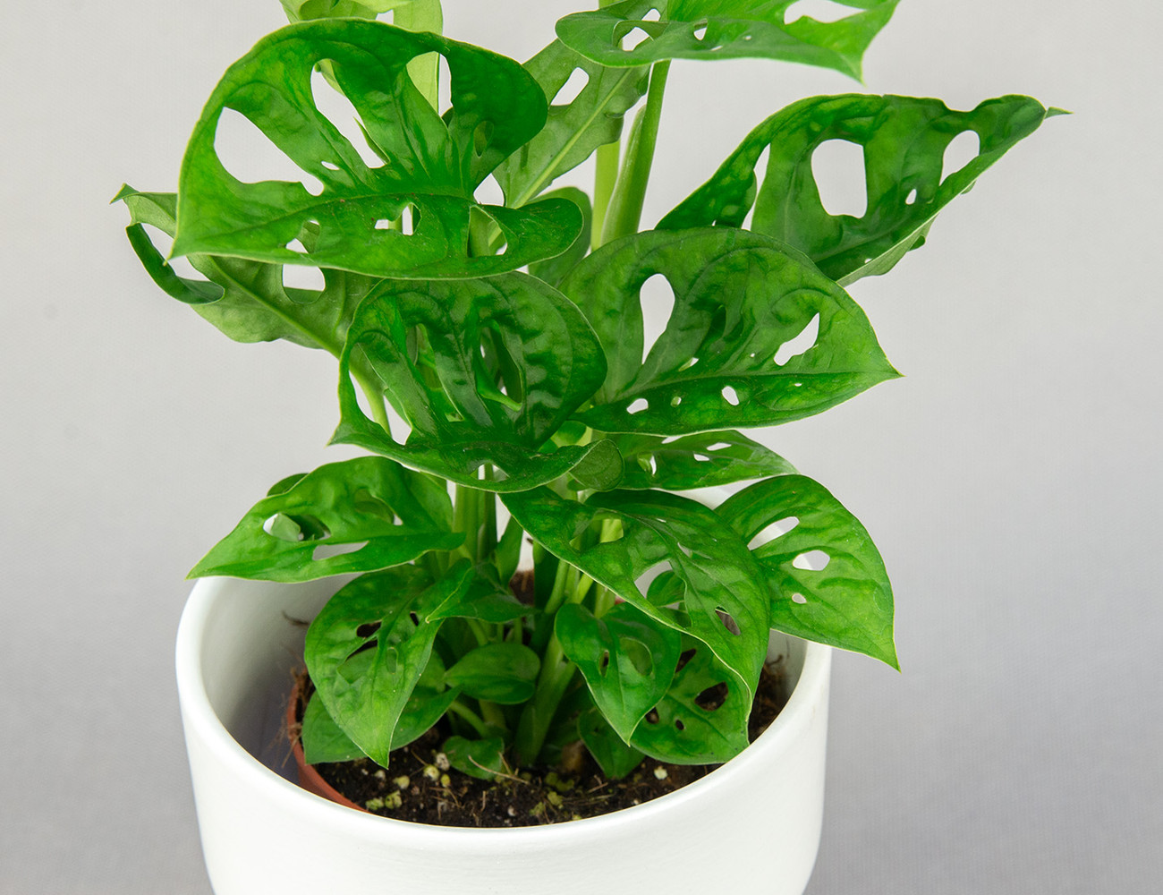 Монстера Адансона Ø12