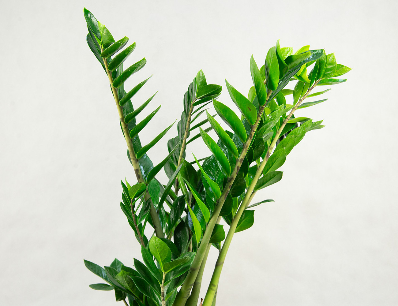 Замиокулькас Замифолия Ø21