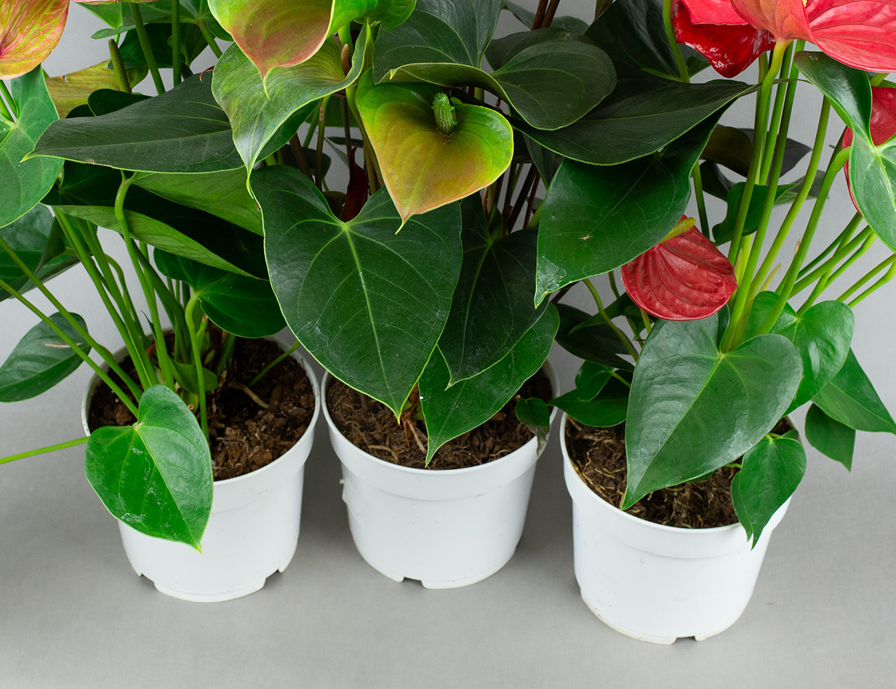 Антуриум микс Ø17