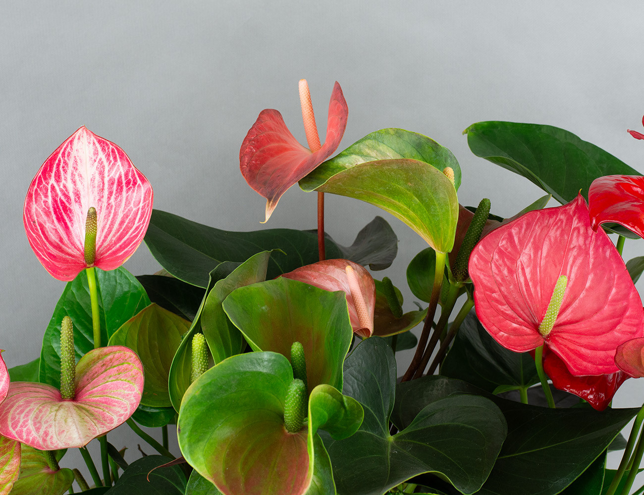 Антуриум микс Ø17