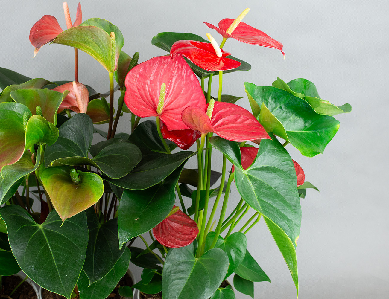 Антуриум микс Ø17