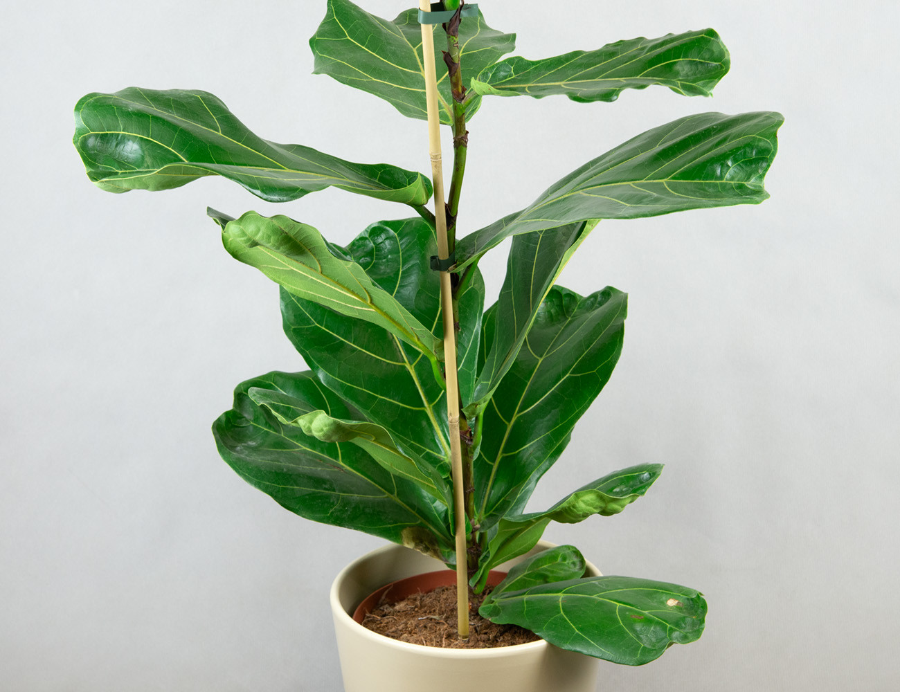 Фикус Лирата Колумнарис Ø21H100