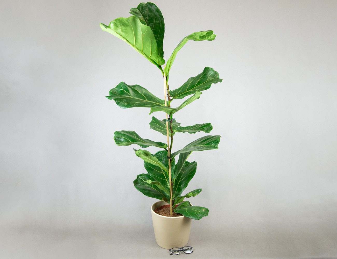 Фикус Лирата Колумнарис Ø21H100