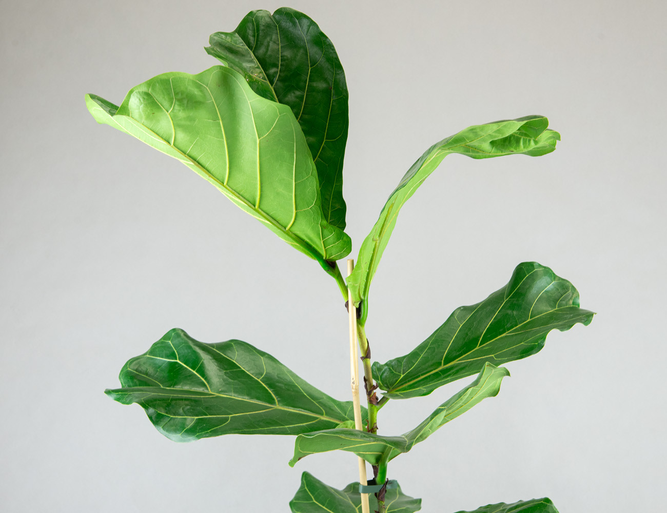 Фикус Лирата Колумнарис Ø21H100