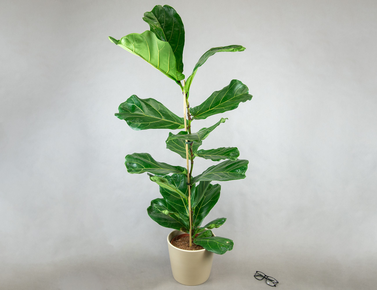 Фикус Лирата Колумнарис Ø21H100