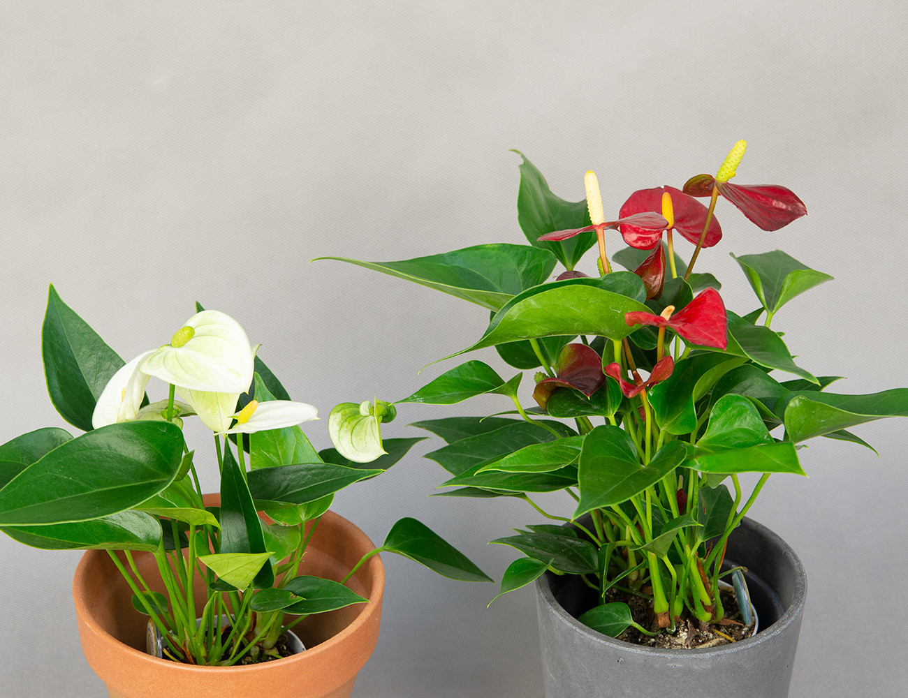 Антуриум Андреанум микс Ø7