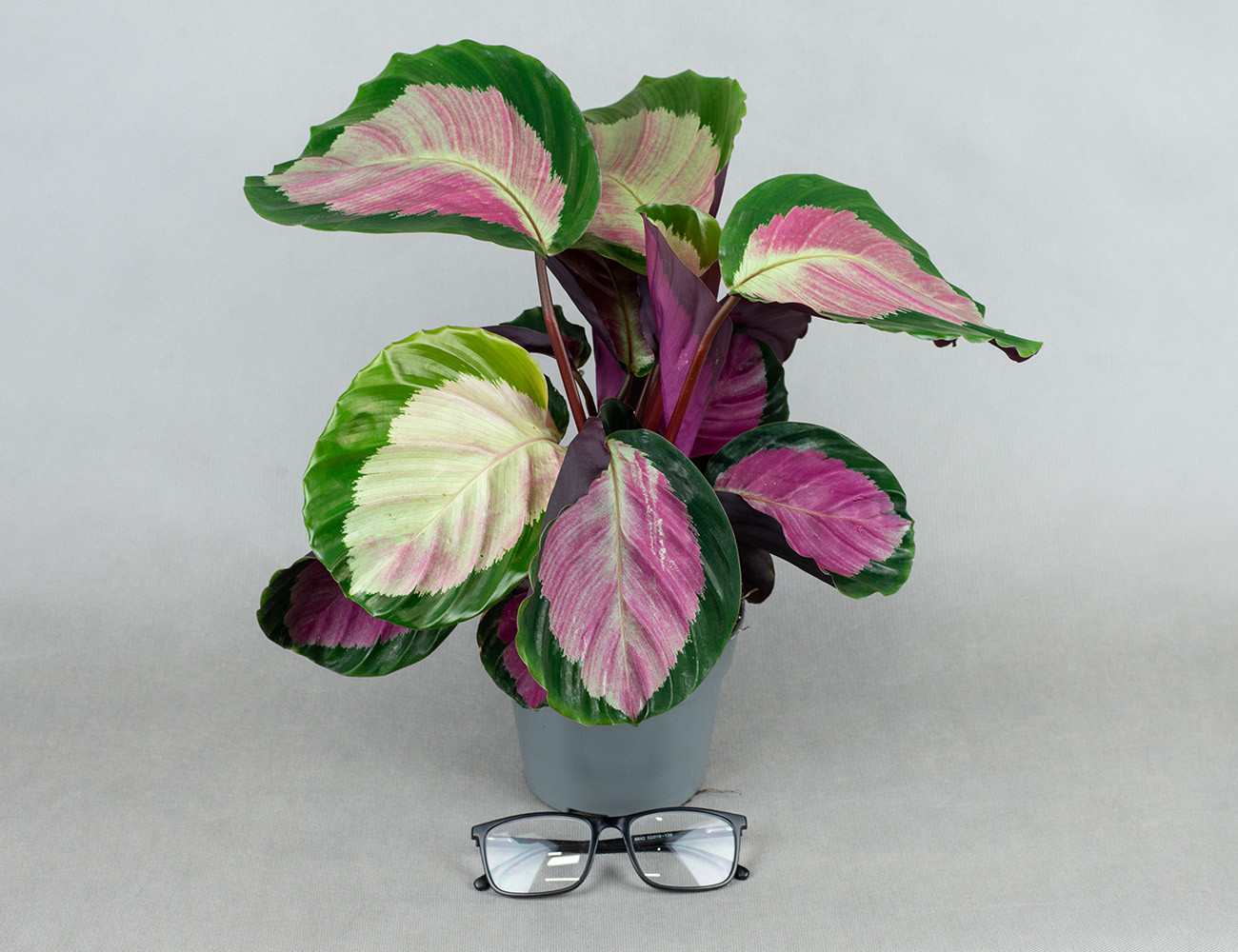 Калатея Розеопикта Рози Ø11