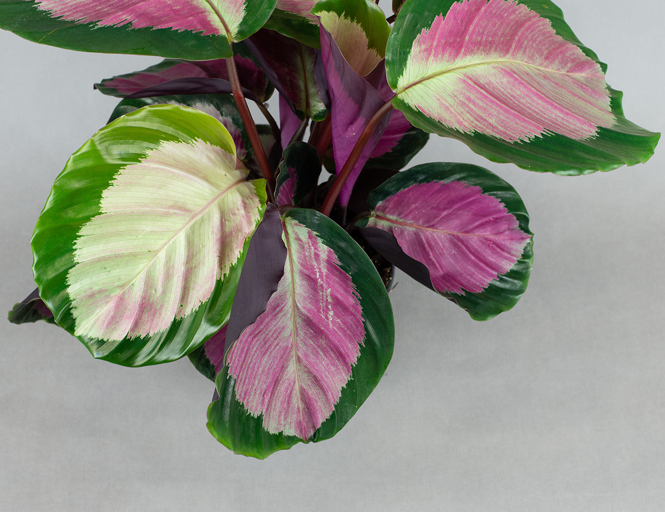 Калатея Розеопикта Рози Ø11