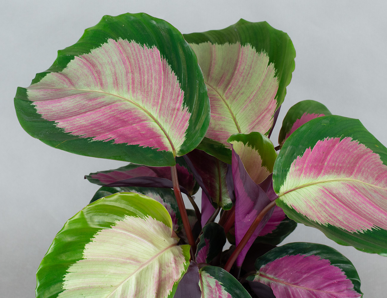 Калатея Розеопикта Рози Ø11