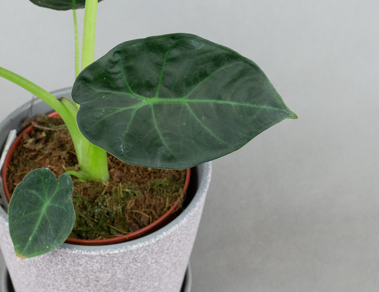 Алоказия Регал Шилдс Ø12