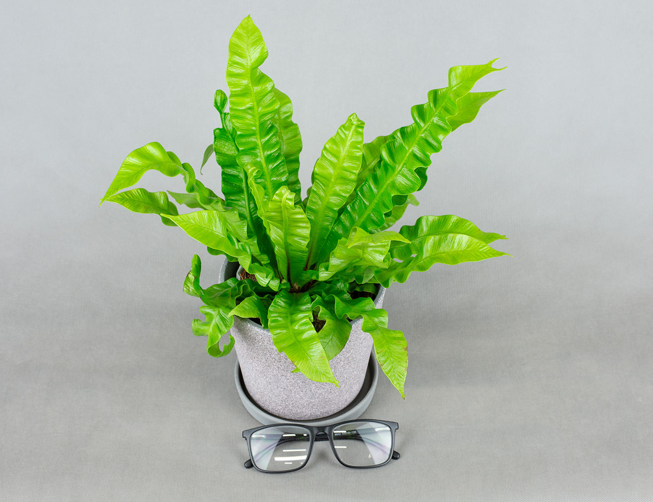 Асплениум Crispy Wave