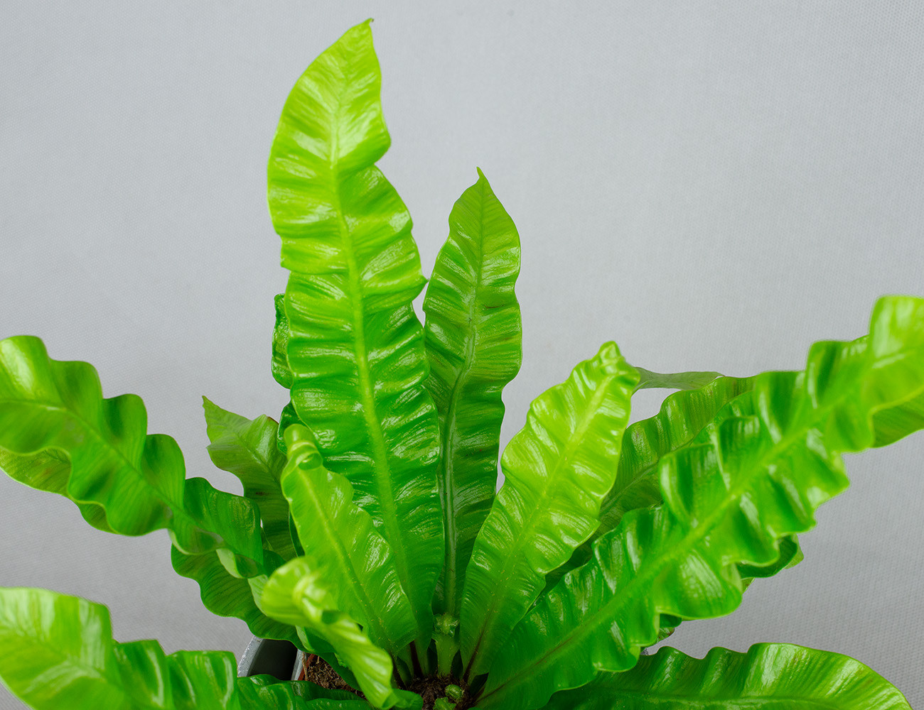 Асплениум Crispy Wave