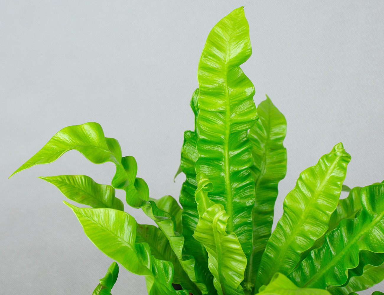 Асплениум Crispy Wave