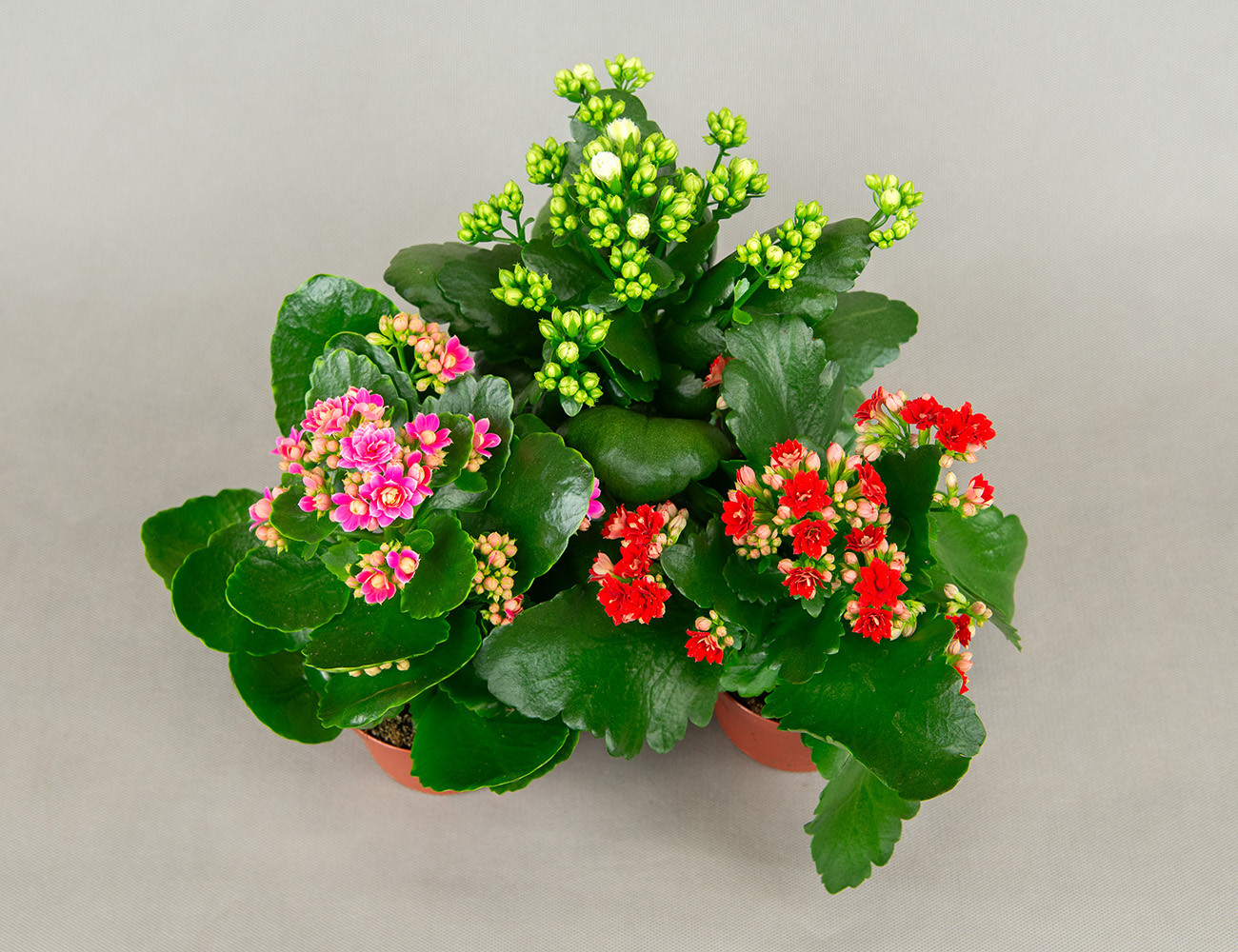 Каланхоэ микс Ø9