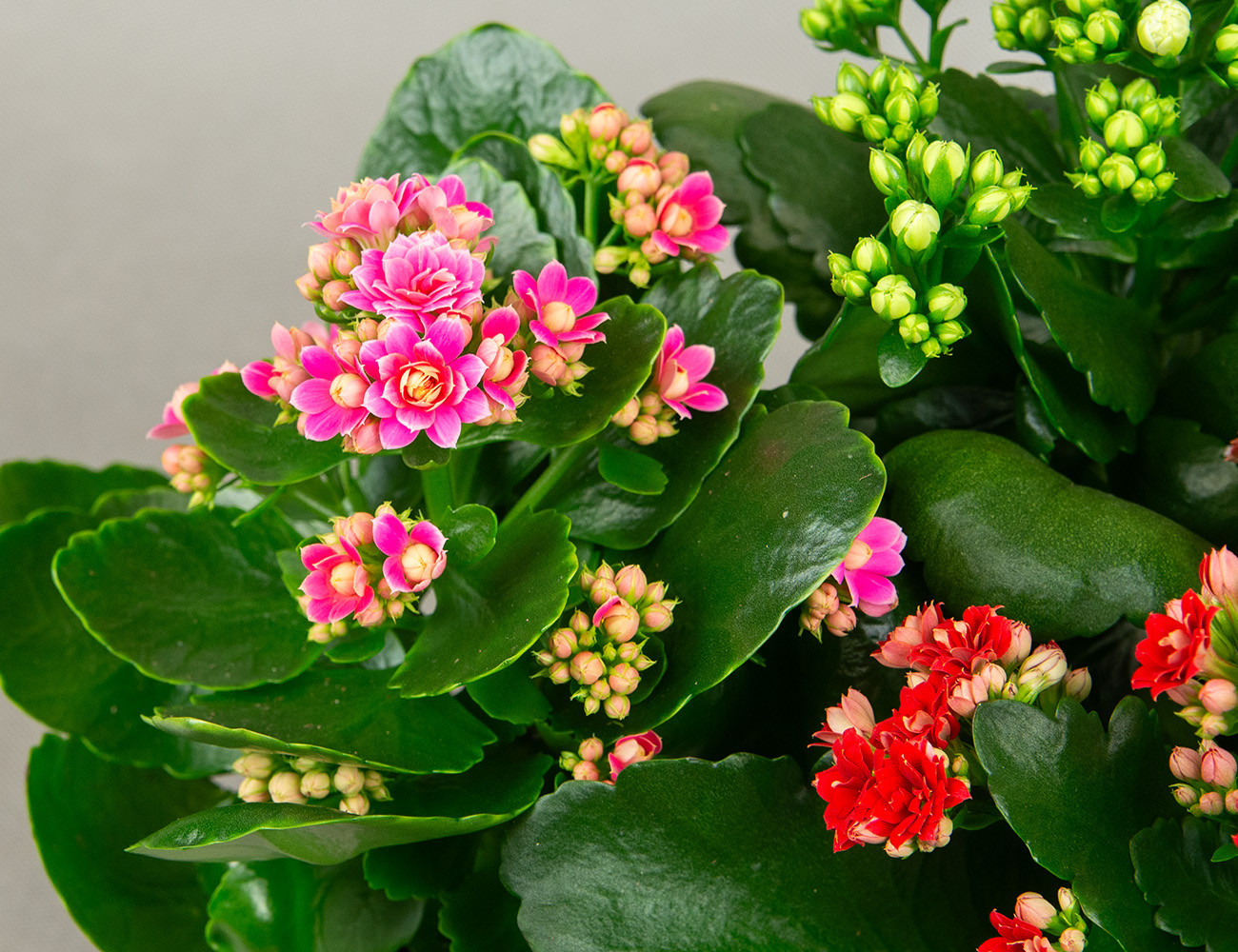 Каланхоэ микс Ø9