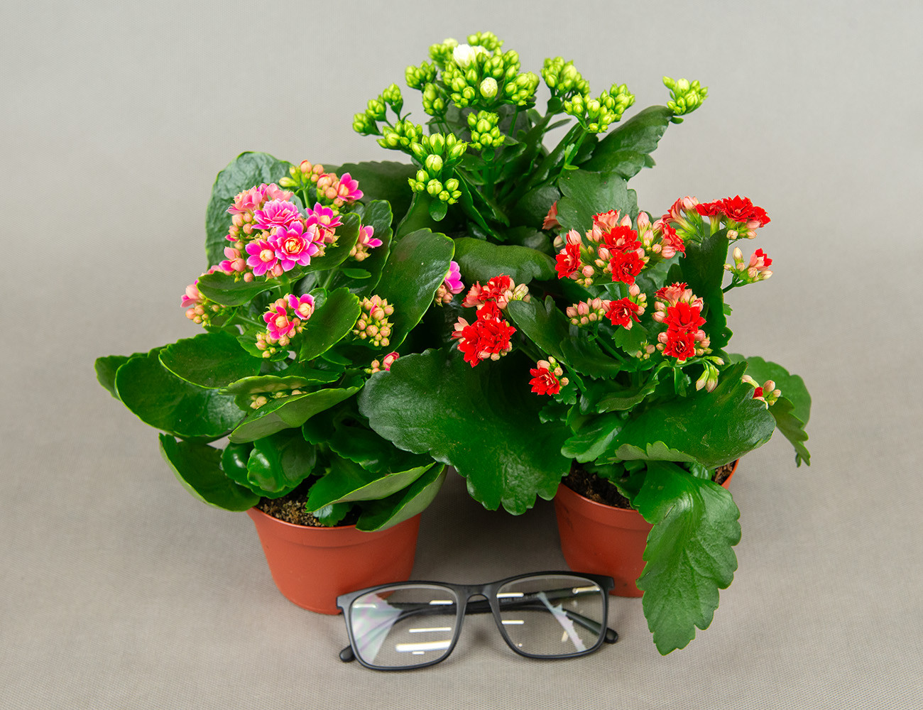 Каланхоэ микс Ø9