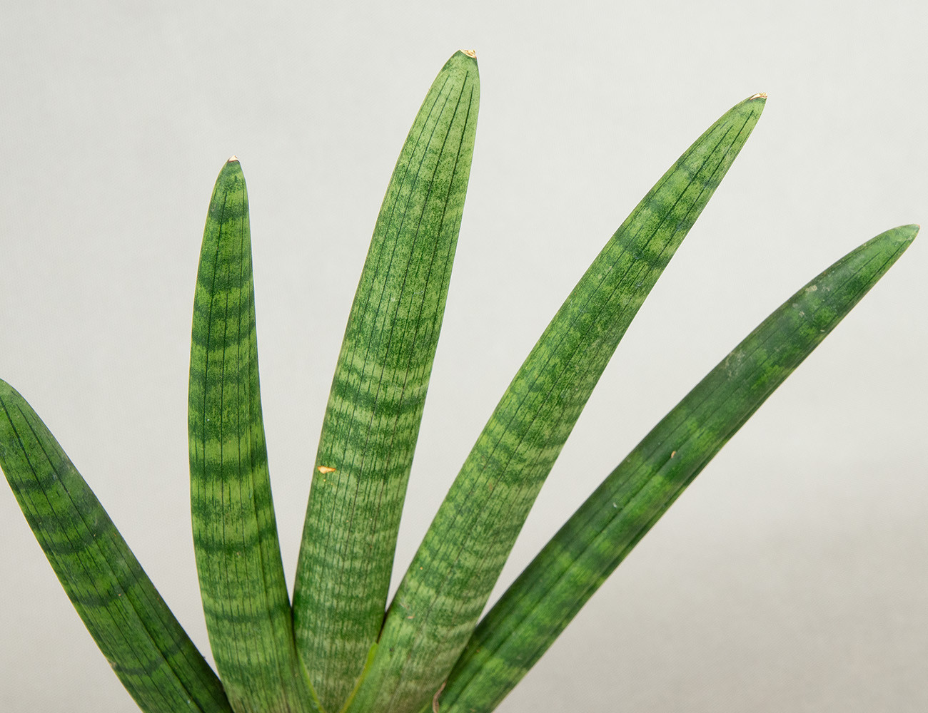 Сансевиерия Хэндшейк Ø12