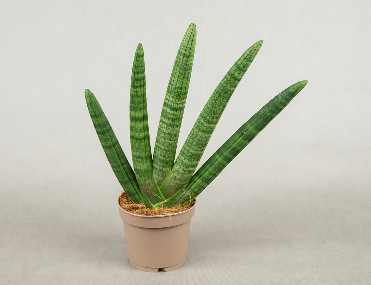 Сансевиерия Хэндшейк Ø12