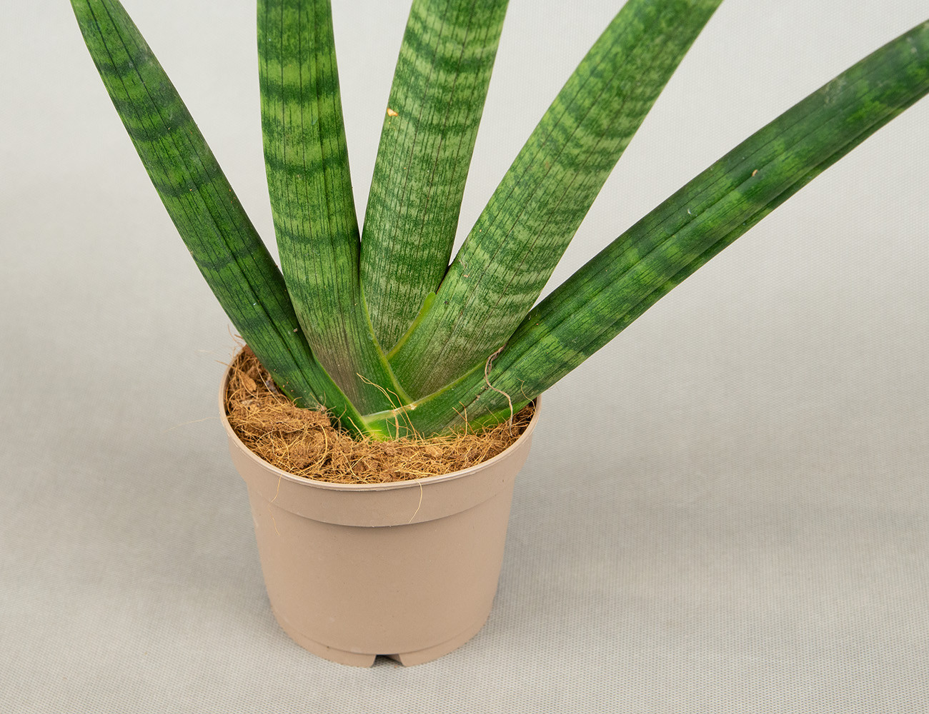 Сансевиерия Хэндшейк Ø12