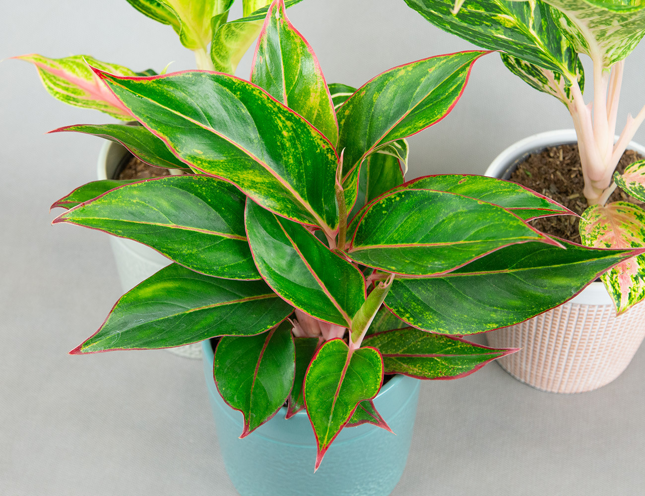 Аглаонема микс Ø12