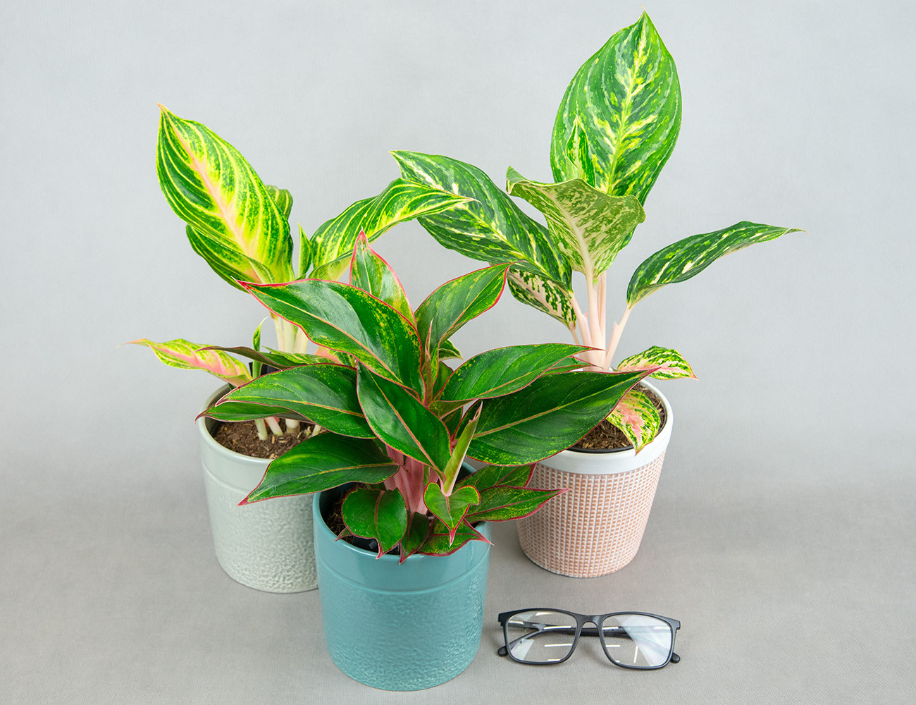 Аглаонема микс Ø12