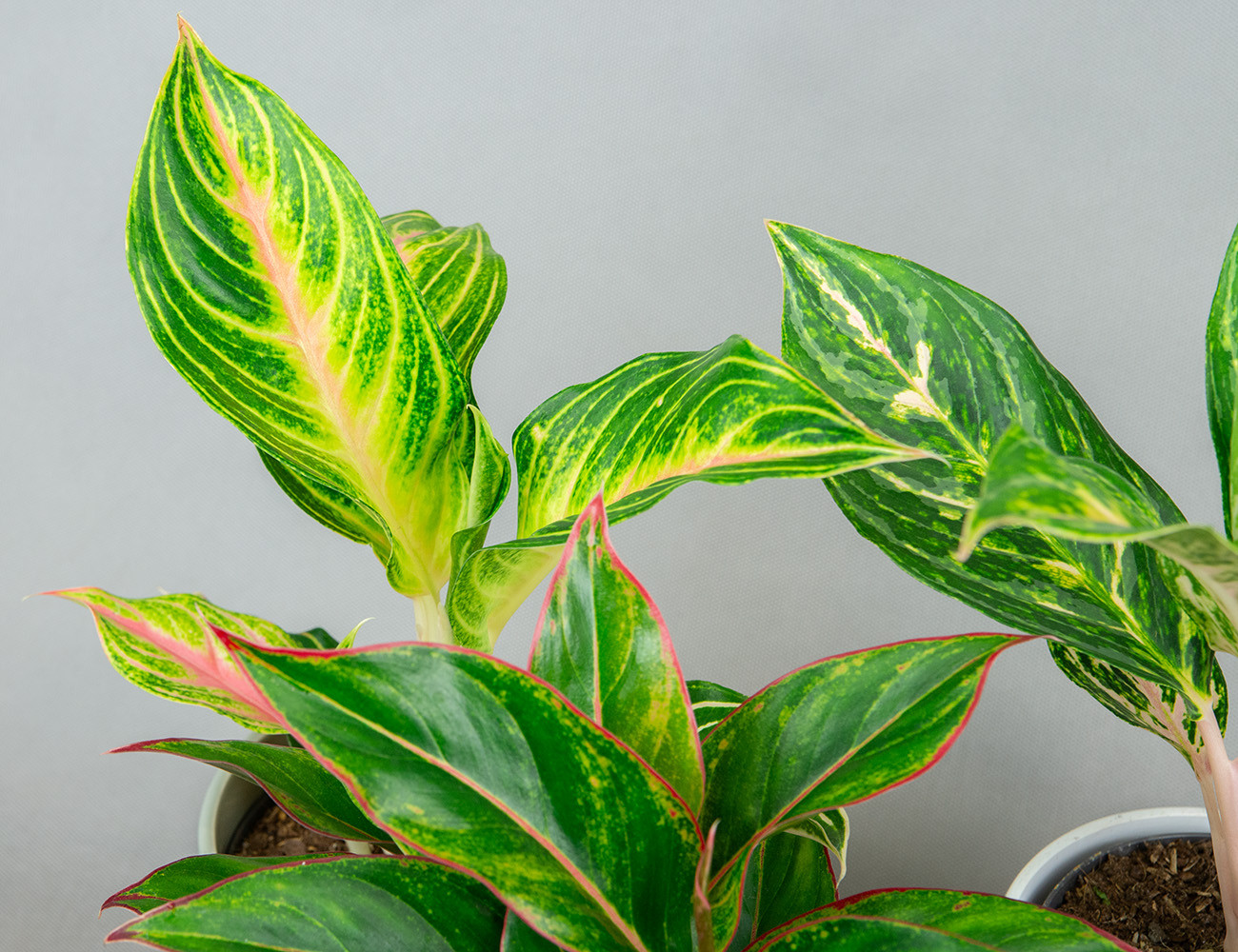 Аглаонема микс Ø12