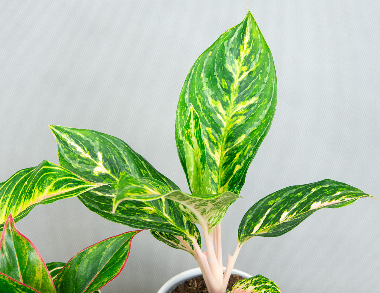 Аглаонема микс Ø12