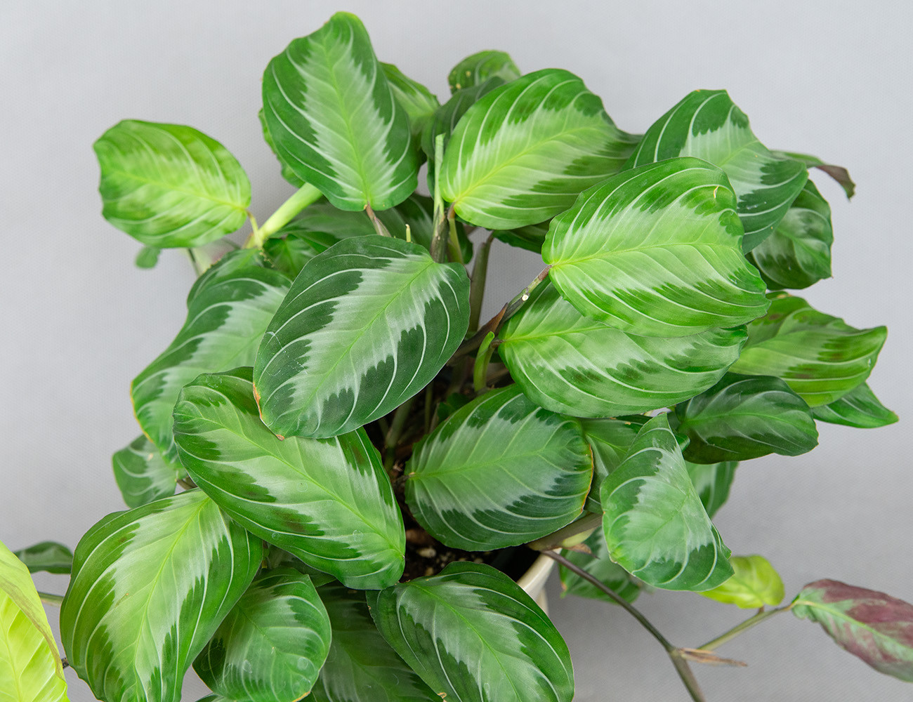 Маранта Сильвер Бэнд