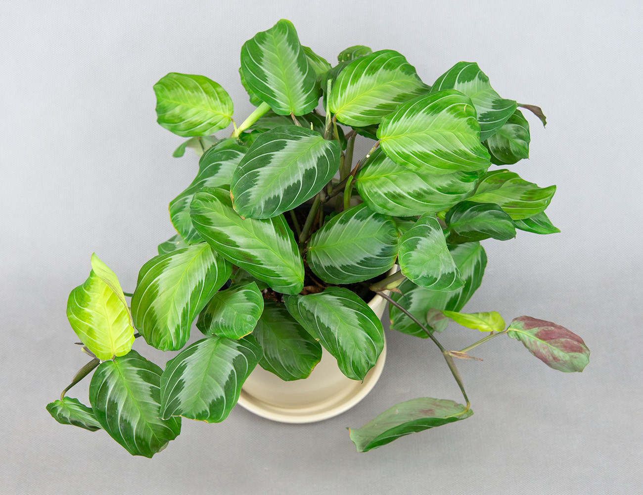 Маранта Сильвер Бэнд