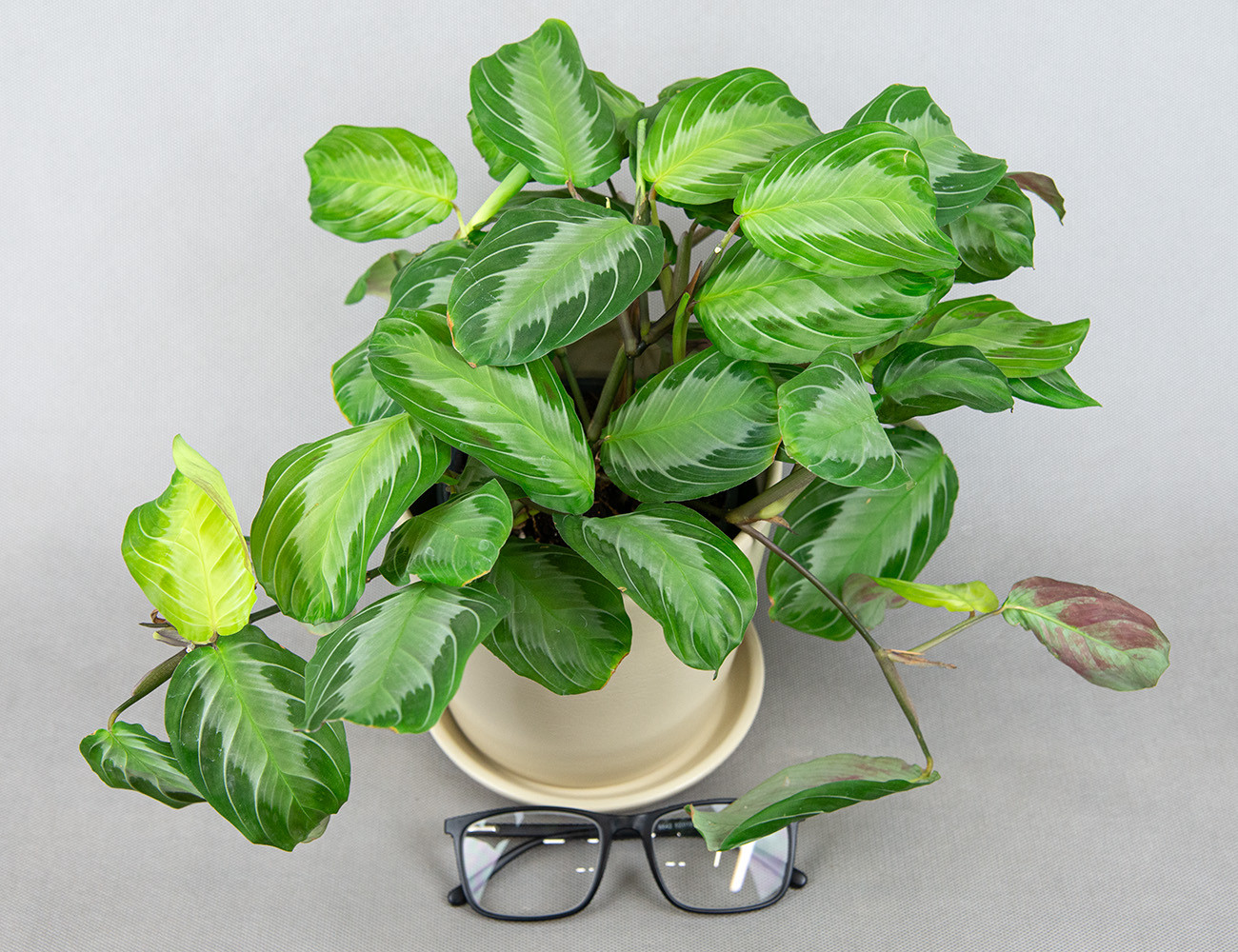 Маранта Сильвер Бэнд