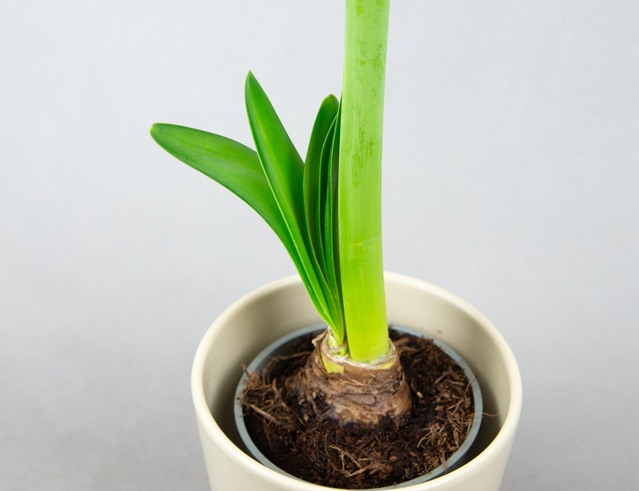 Амариллис микс Ø12