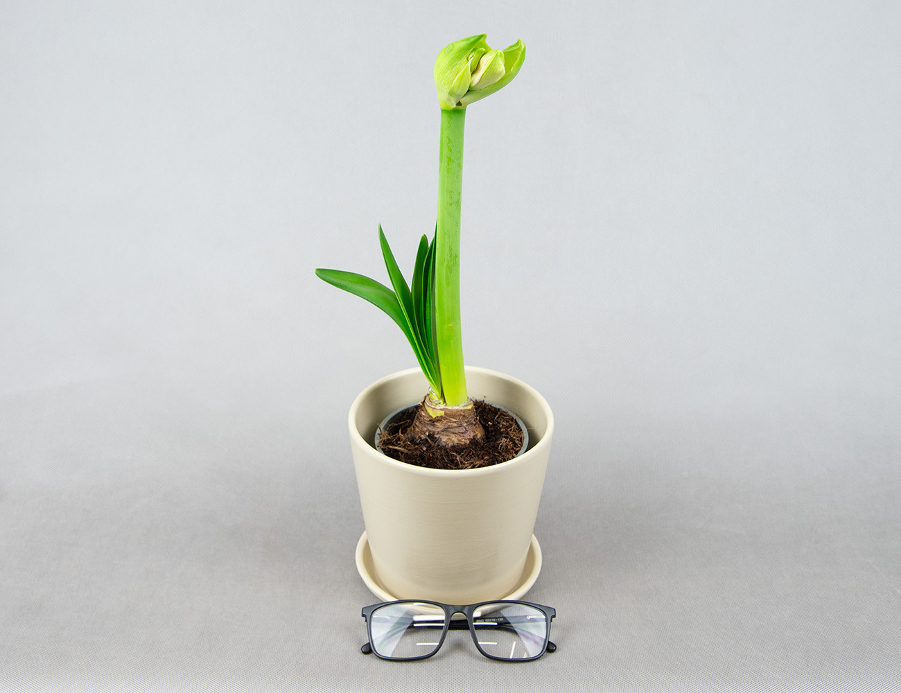 Амариллис микс Ø12