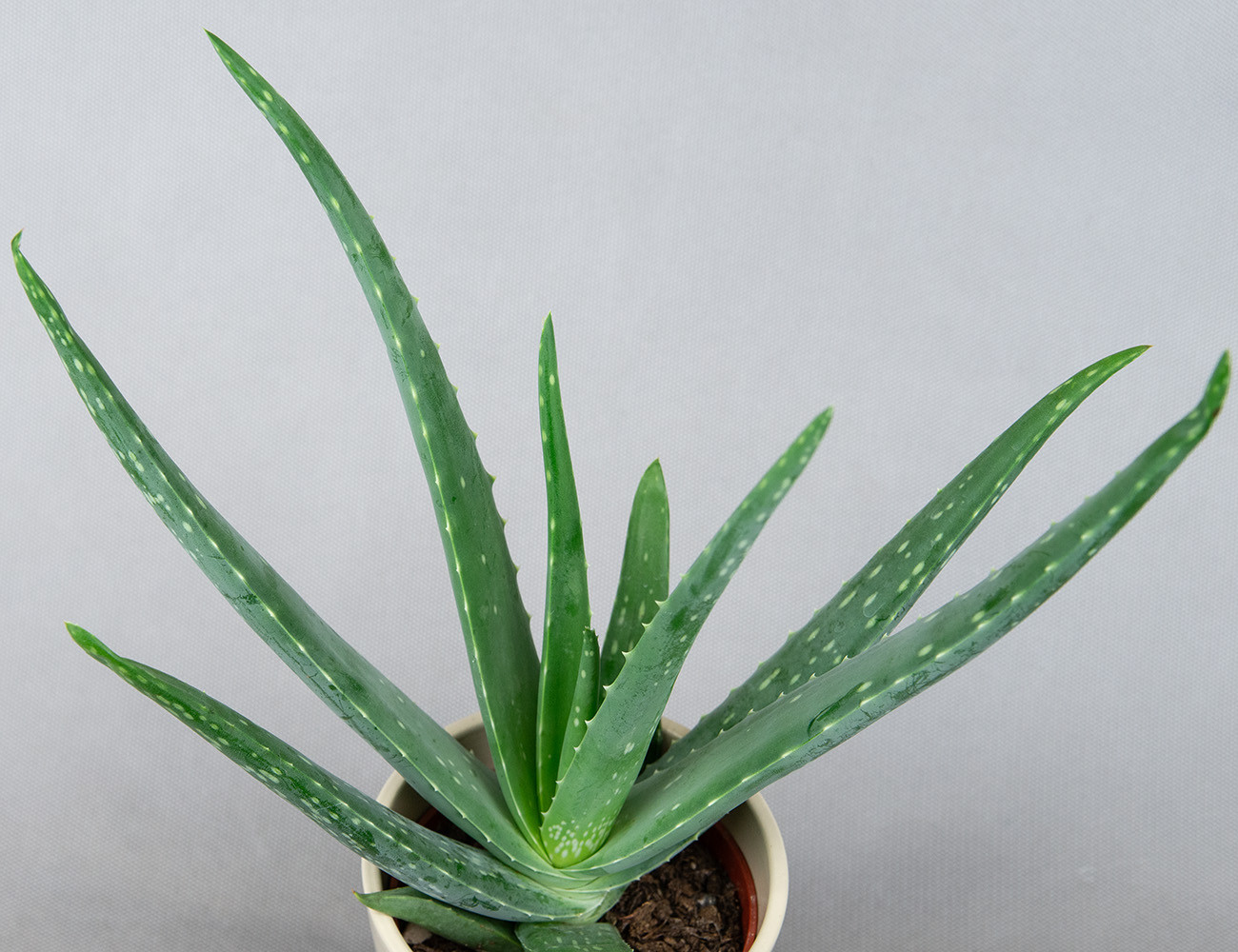 Алоэ Вера Ø11