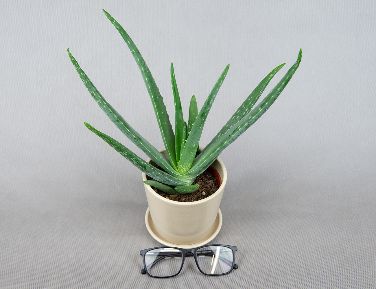 Алоэ Вера Ø11