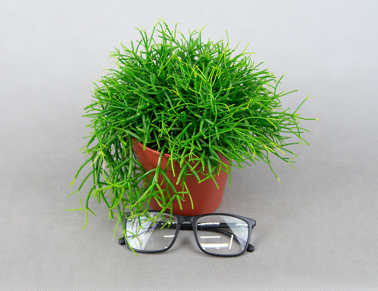 Рипсалис Бацифера