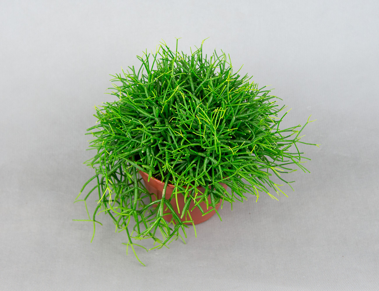 Рипсалис Бацифера