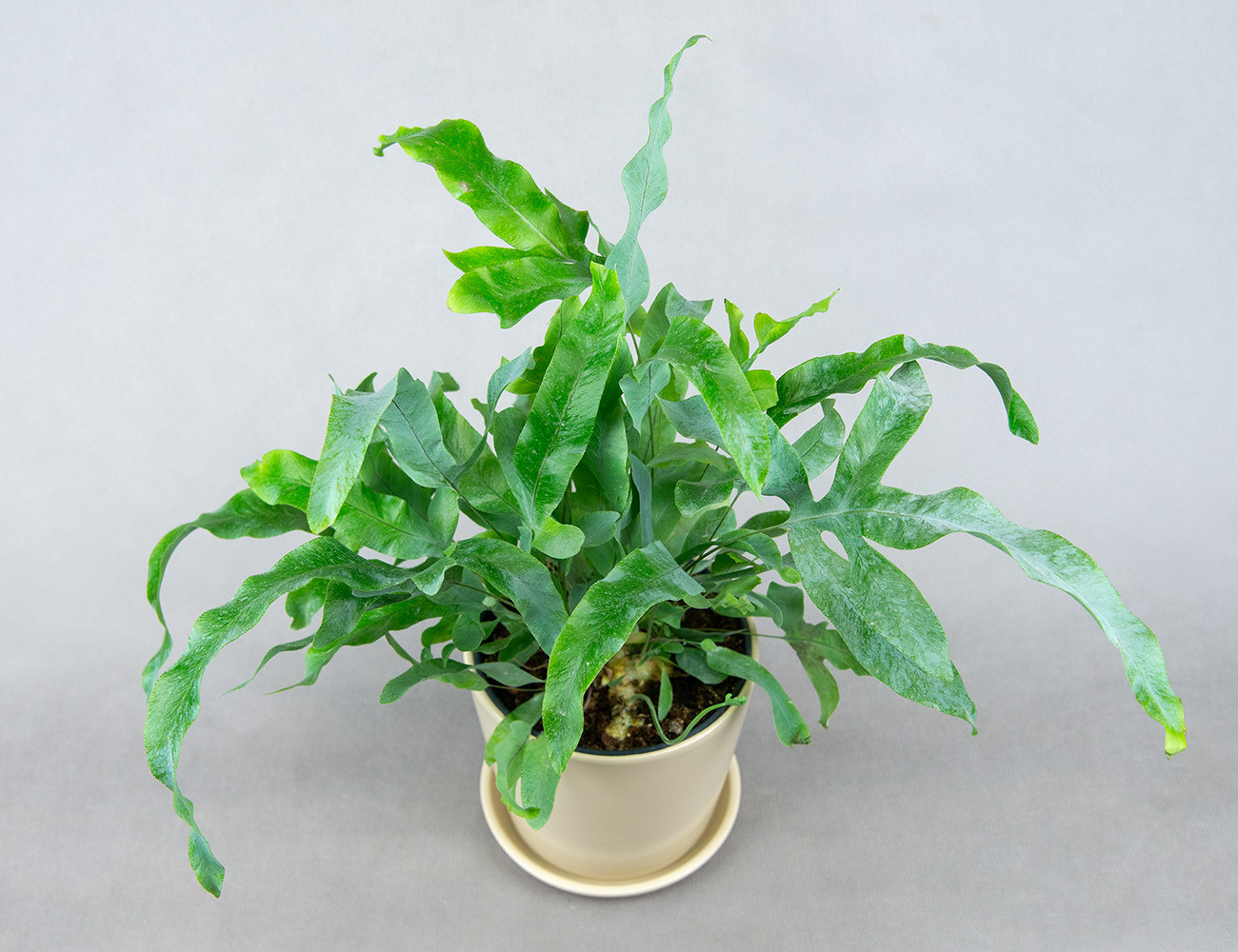 Флебодиум Блю Стар