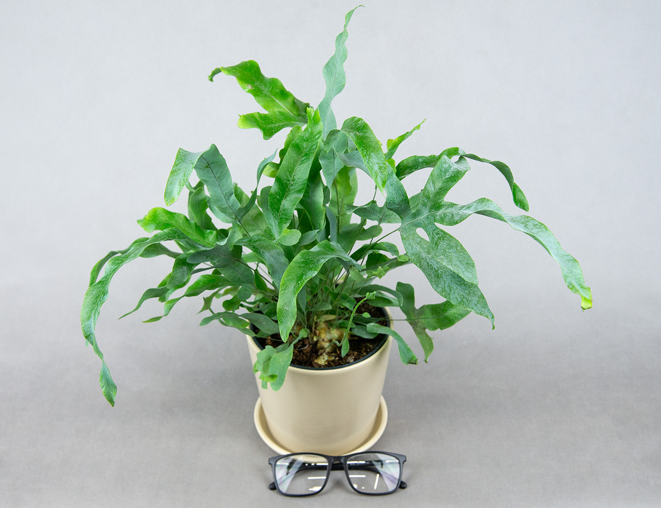 Флебодиум Блю Стар