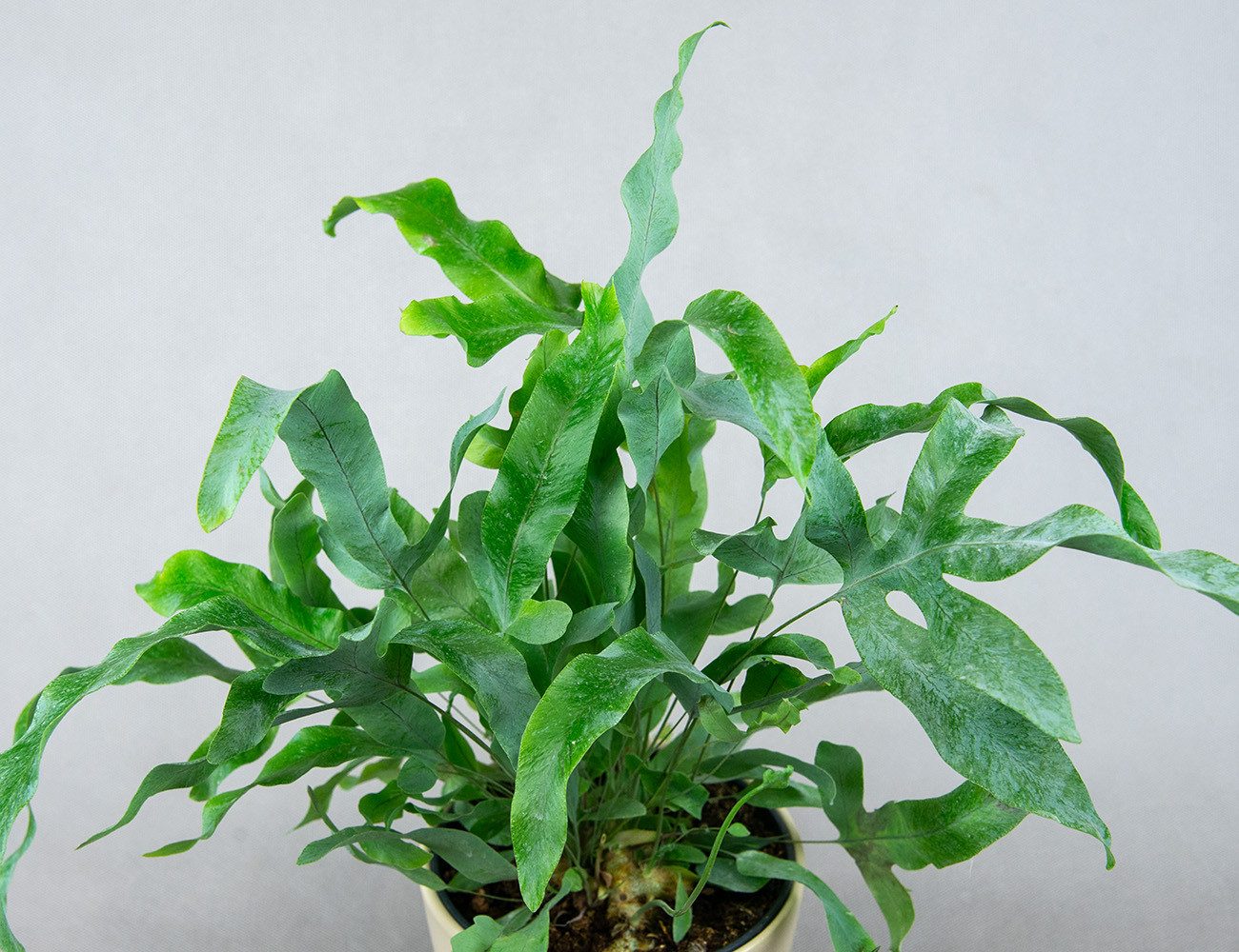 Флебодиум Блю Стар