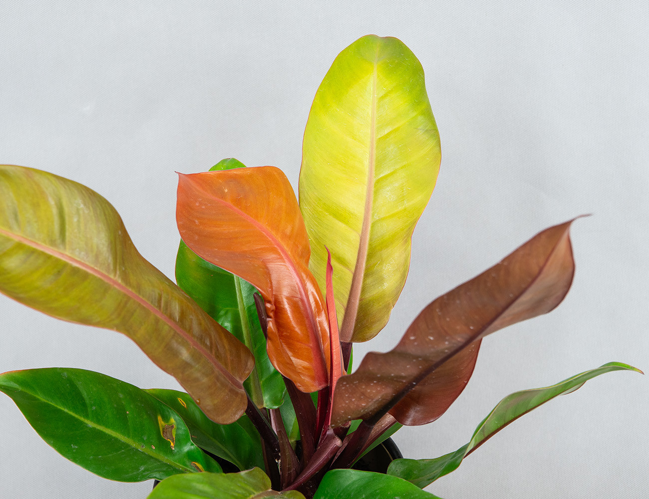 Филодендрон Prince Of Orange Ø17