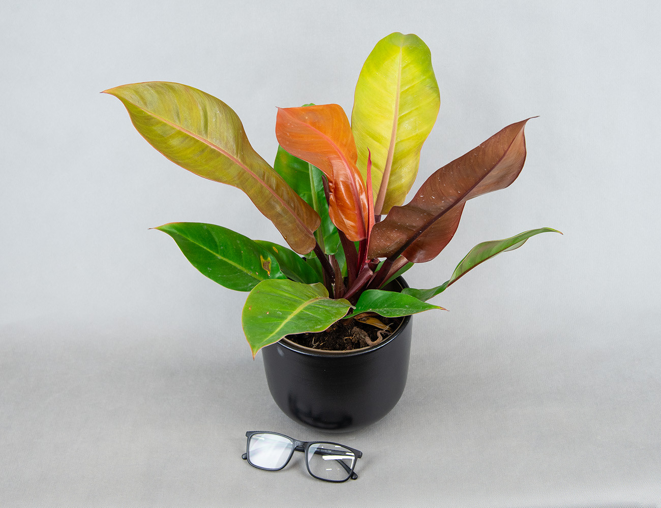 Филодендрон Prince Of Orange Ø17