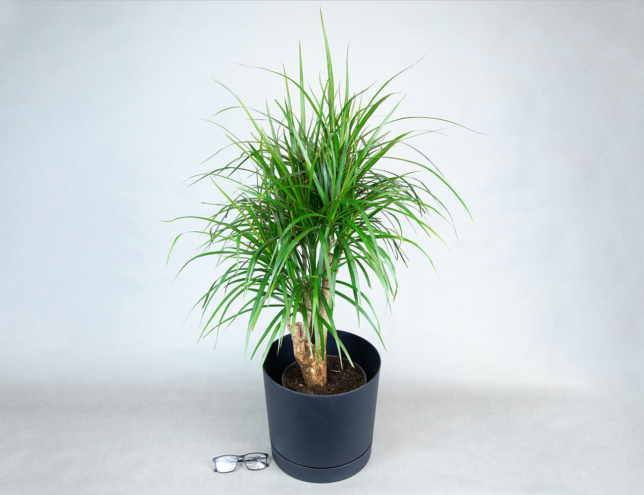 Драцена Маргината разветвленная