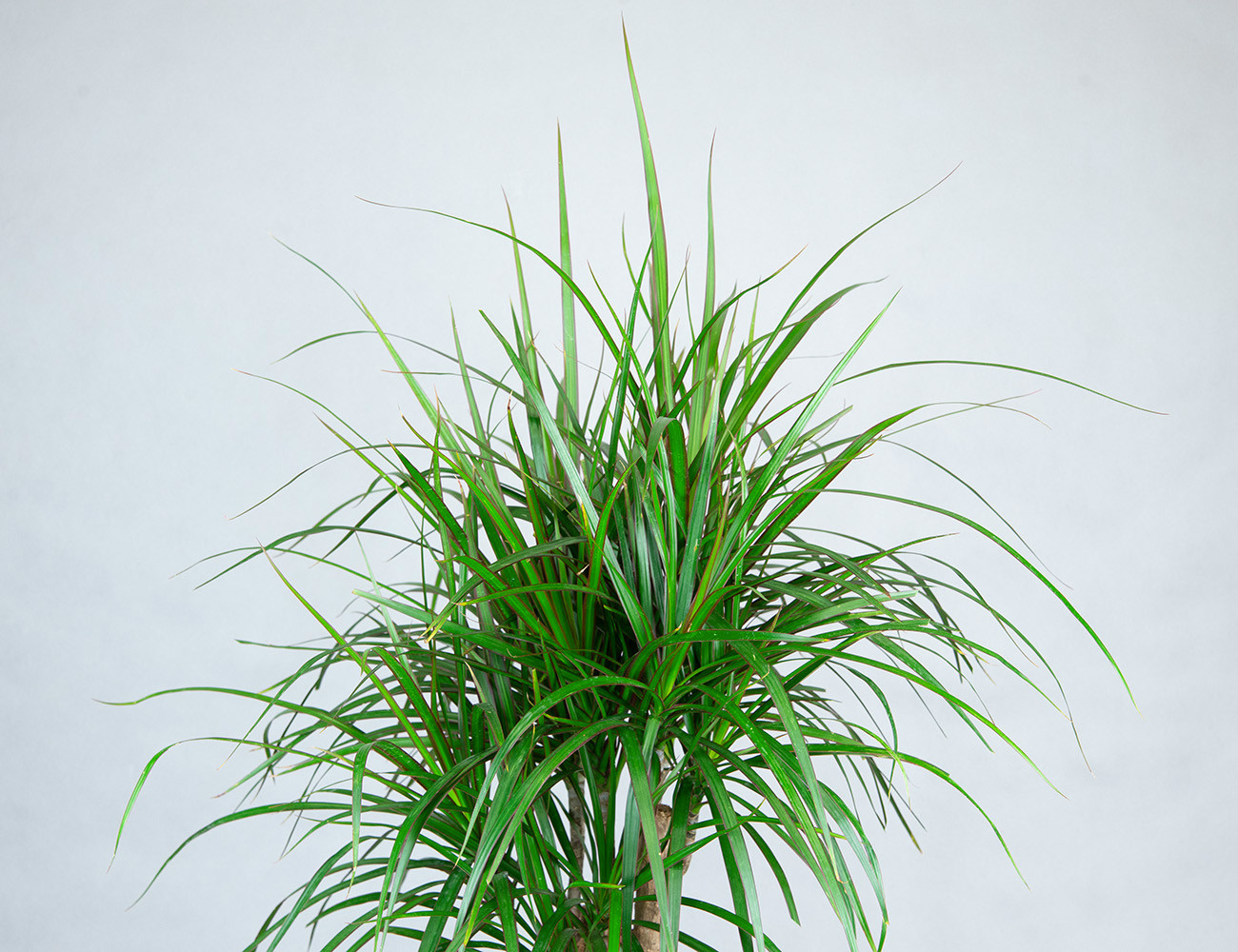 Драцена Маргината разветвленная