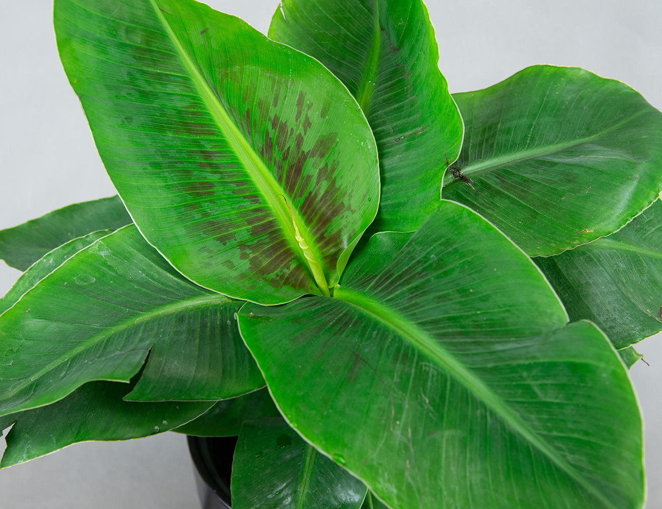 Банан Муса Oriental Dwarf Ø17