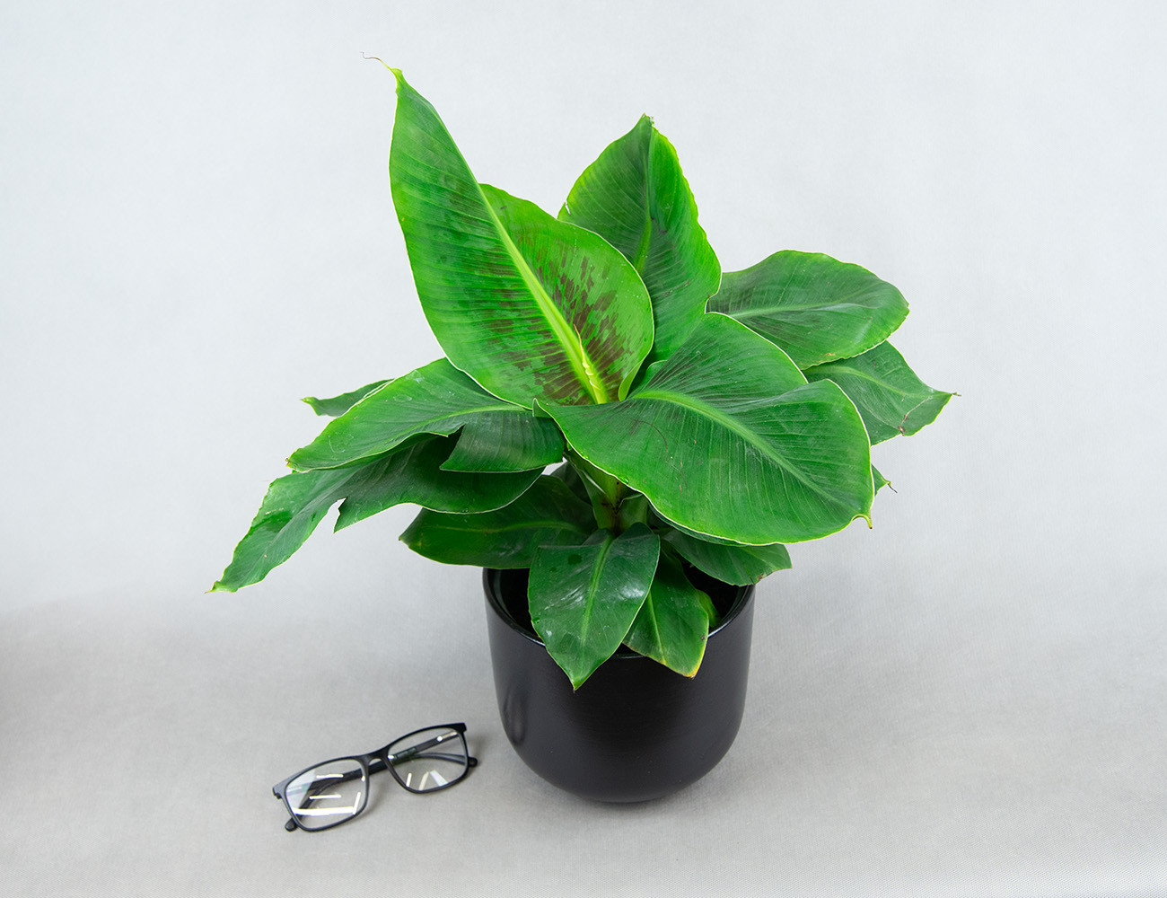 Банан Муса Oriental Dwarf Ø17