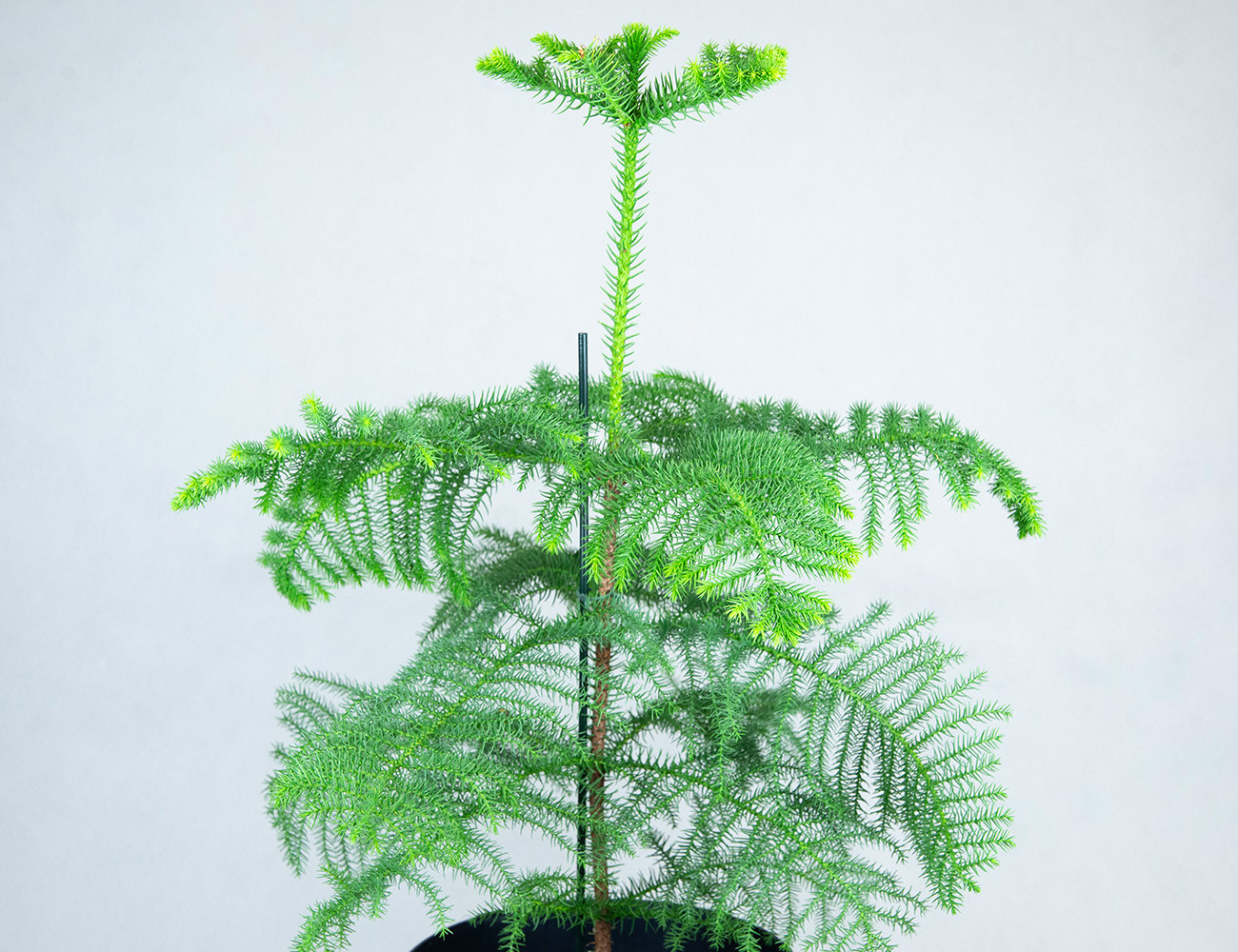 Араукария Ø21H100