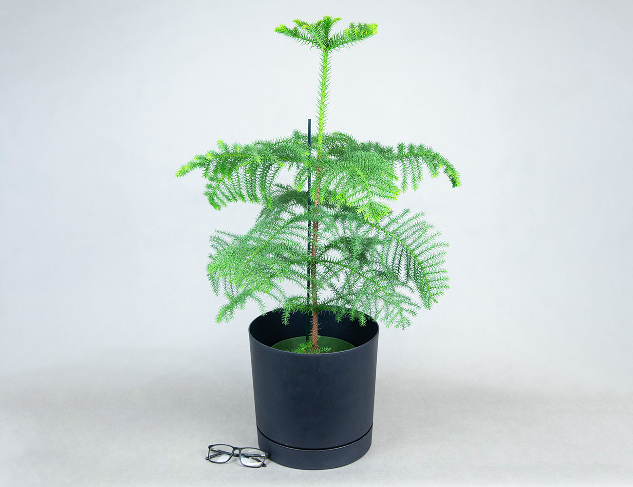 Араукария Ø21H100