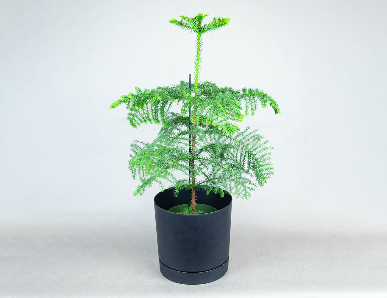 Араукария Ø21H100