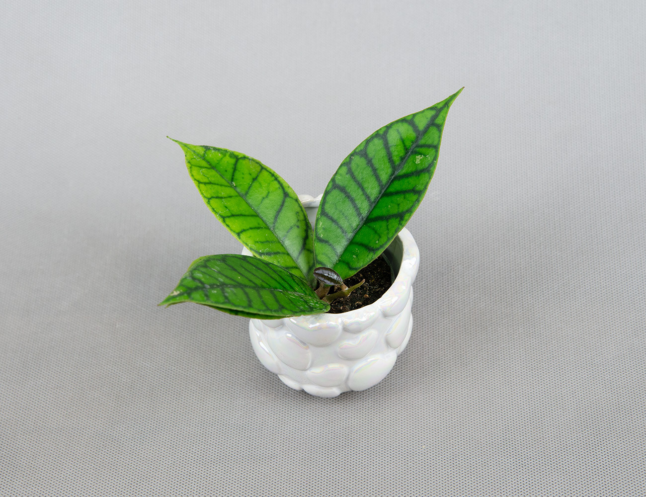 Хойя Калистофилла Ø6